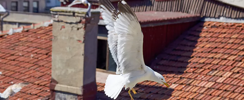 Residential Chimney Animal Removal Solution in Dale City, VA