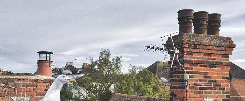 Chimney Cleaning And Restoration in Dale City, Virginia
